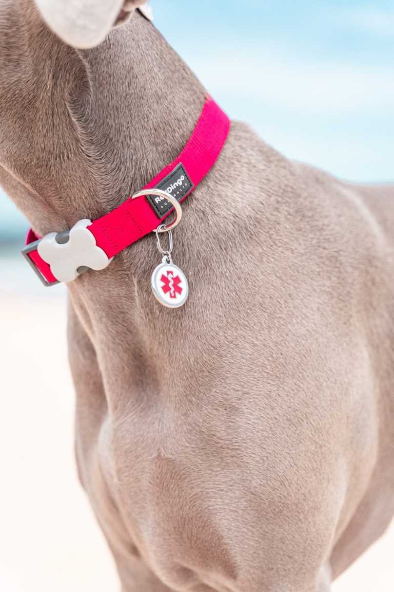 Gros plan sur le cou d’un Braque de Weimar portant un collier rouge Red Dingo avec une médaille médicale rouge "01-MD-WT-LG", sur fond de plage.