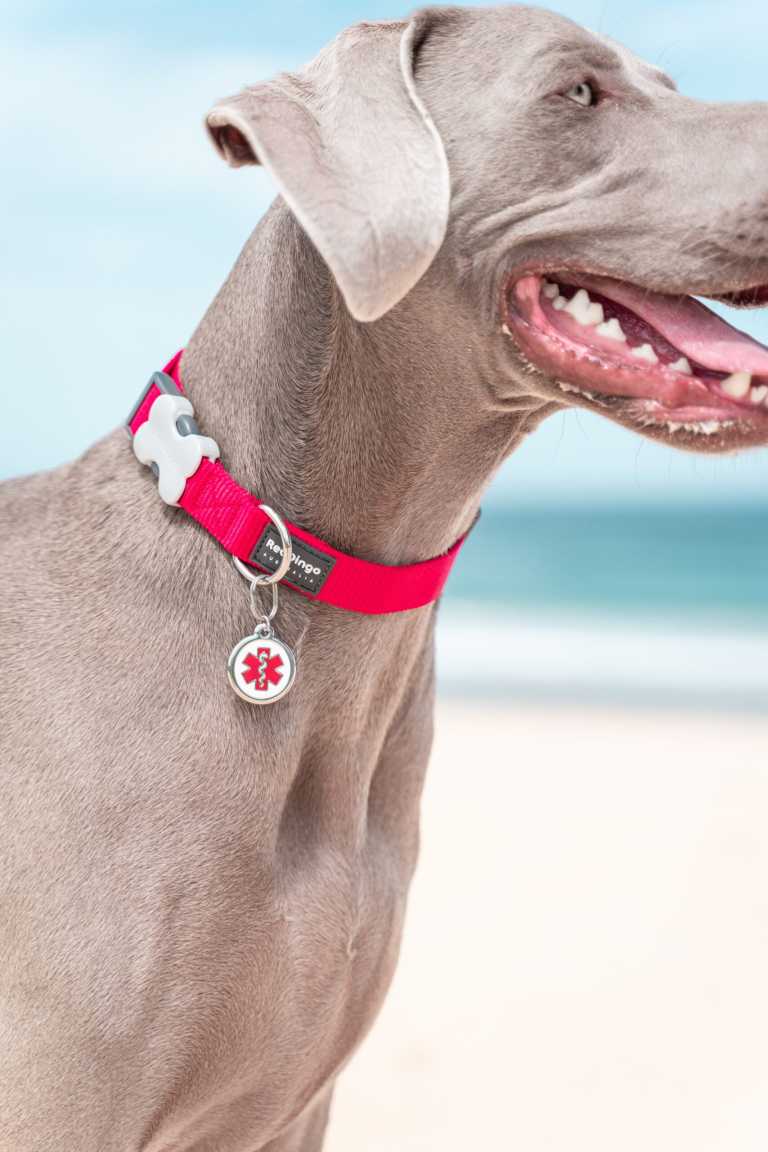 Chien Braque de Weimar au bord de la plage, portant un collier rouge Red Dingo avec une médaille médicale rouge "01-MD-WT-LG".