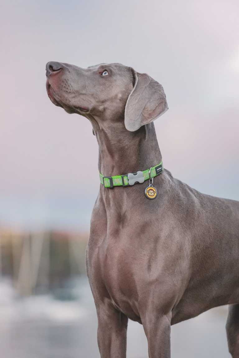 Médaille pour chien à graver Red Dingo "01-MK-YE" avec motif singe, portée par un Braque de Weimar au port fier, collier vert, sur fond de ciel pastel.