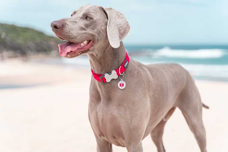 Chien Braque de Weimar debout sur la plage, portant un collier rouge Red Dingo avec une médaille médicale rouge "01-MD-WT-LG".