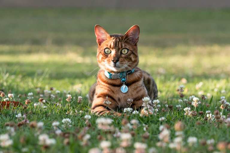 Chat Bengal allongé dans l’herbe, portant une médaille Red Dingo à graver avec motif éclair bleu, assortie à un collier réfléchissant turquoise.
