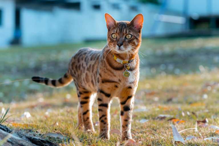 Chat Bengal debout dans l’herbe, portant une médaille Red Dingo à personnaliser avec motif smiley jaune, attachée à un collier réfléchissant jaune.