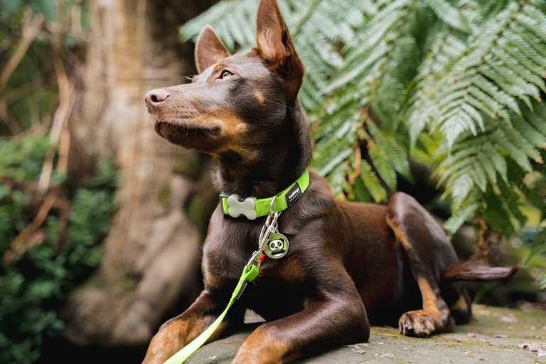 Médaille pour chien Red Dingo "01-PA-GR-LG" à graver, motif panda sur fond vert, portée par un Kelpie australien couché en forêt.