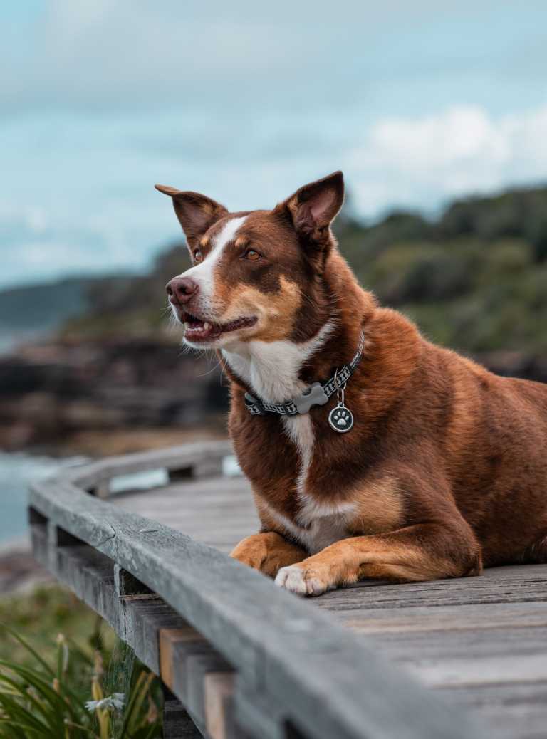 Médaille pour chien Red Dingo "01-PP-BB-LG" à graver, motif patte blanche sur fond noir, portée par un chien de berger couché sur une passerelle en bois face à la mer.