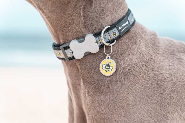 Médaille pour chien à graver Red Dingo "01-EY-YE-LG", motif bourdon sur fond jaune, accrochée à un collier assorti, vue en gros plan sur un pelage marron clair.