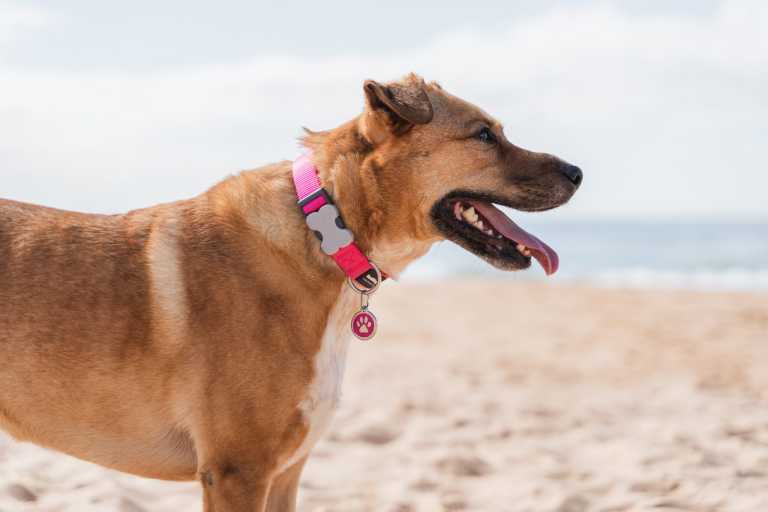 Médaille chien Red Dingo "01-PP-PU-LG" à personnaliser, motif patte blanche sur fond violet, portée par un chien sable sur une plage ensoleillée.