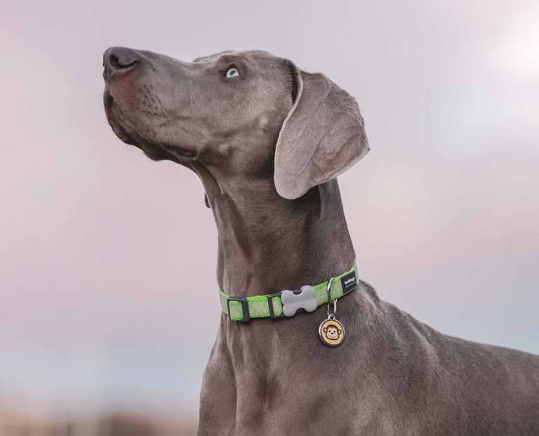 Médaille chien Red Dingo "01-MK-YE-LG" à personnaliser, avec motif singe jaune, portée par un Braque de Weimar au collier vert fluo, regard levé vers le ciel.