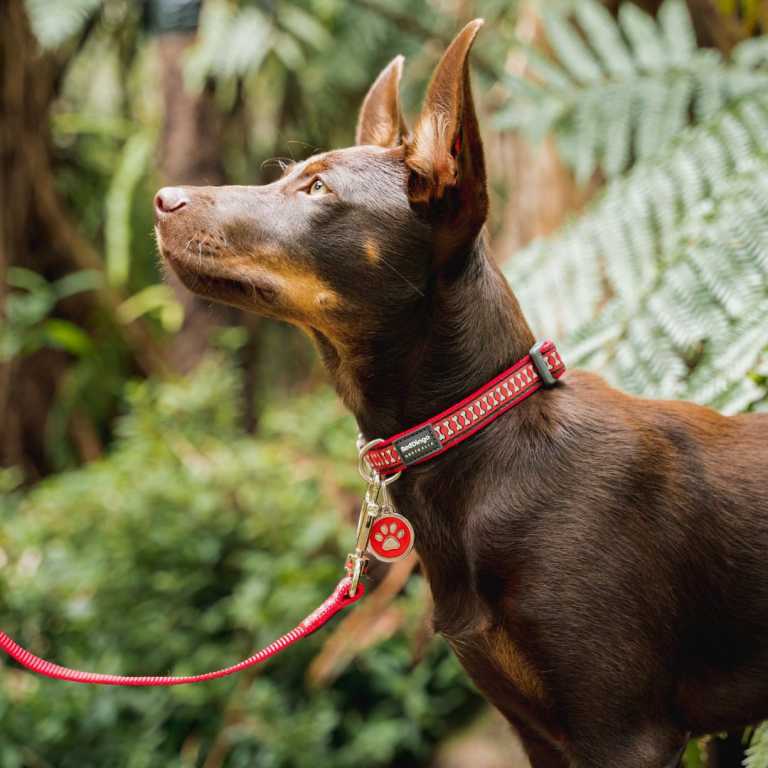 Médaille chien Red Dingo "01-PP-RE" avec motif patte rouge, portée par un Kelpie australien en forêt, attaché à une laisse assortie.