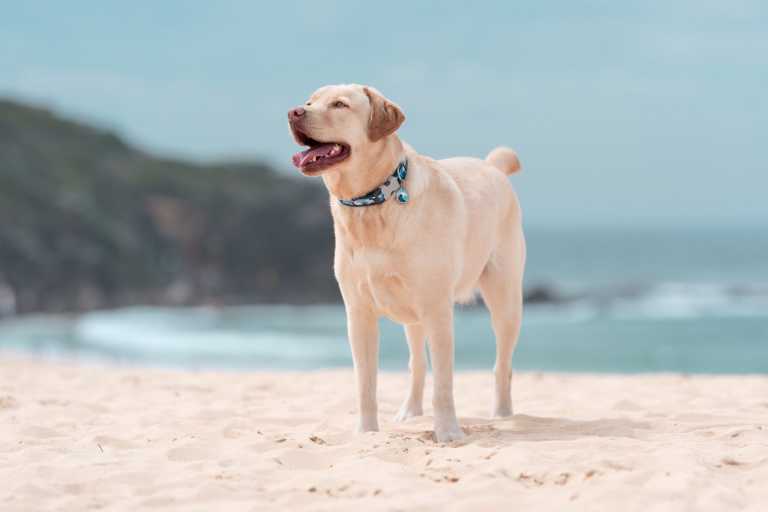Médaille pour chien Red Dingo "01-WA-LB", motif vague bleue à personnaliser, portée par un Labrador sable sur une plage face à l’océan.