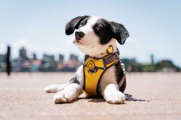 Chiot Border Collie noir et blanc avec harnais jaune et médaille Red Dingo smiley sur fond urbain.
