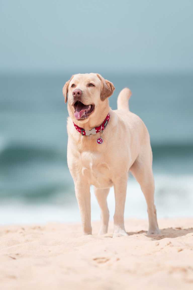 Médaille pour chien Red Dingo "01-ST-RE" à graver, motif étoiles argentées sur fond rouge, portée par un Labrador sable sur une plage ensoleillée.
